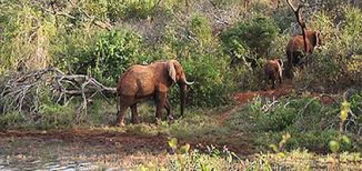 Mwea National Reserve Trip Packages