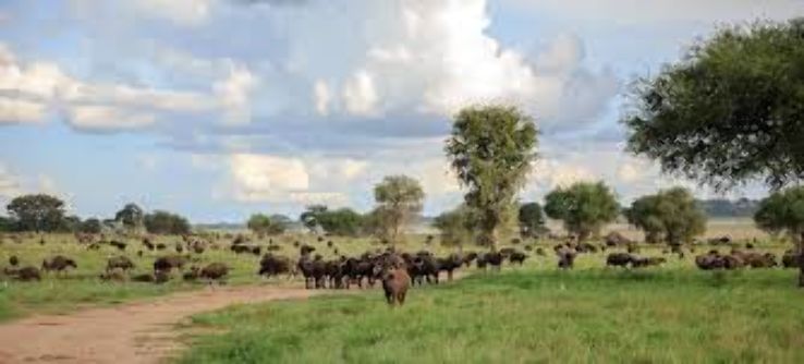Wildplaces Africa Head Office Trip Packages
