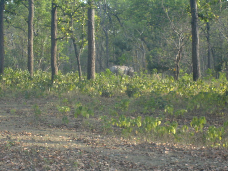 Rajaji National Park  Trip Packages