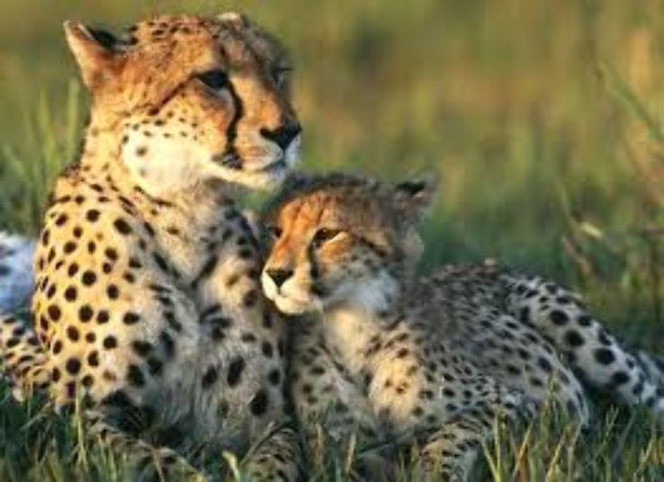 Dachigam national park Trip Packages