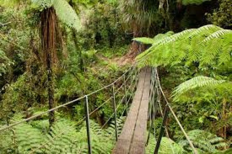 Remutaka Forest Park Trip Packages