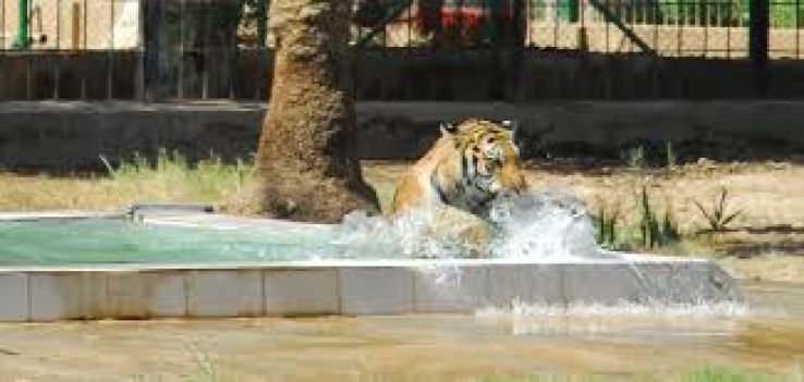 The Baghdad Zoo Trip Packages