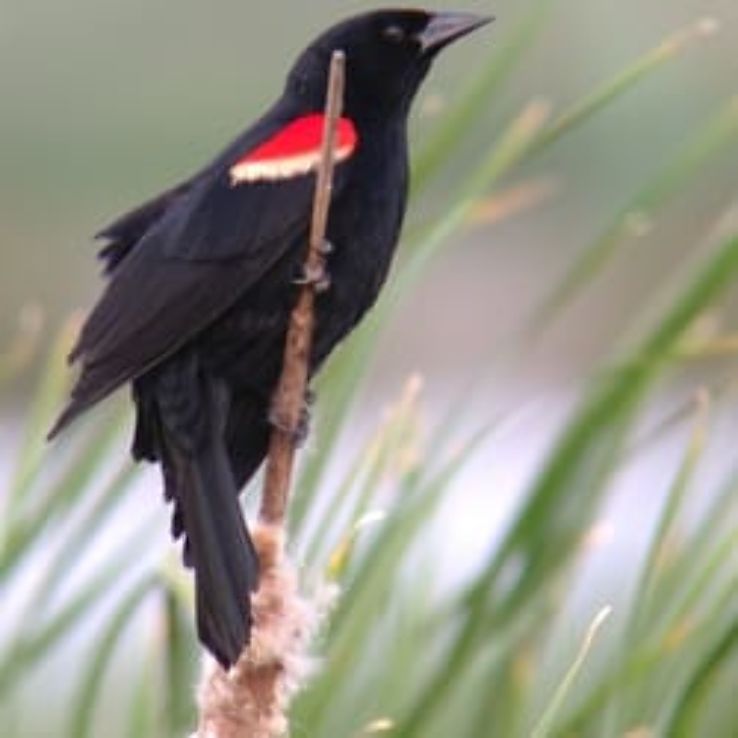 IndiGo Birding Nature Tours Trip Packages