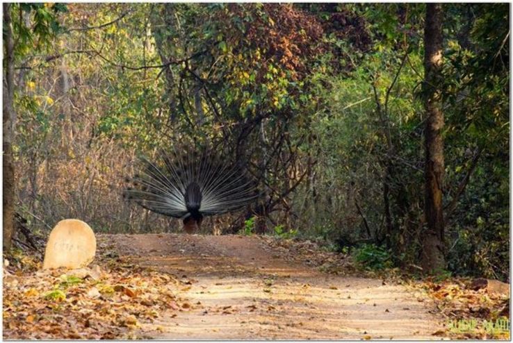 Debrigarh Wildlife Sanctuary Trip Packages