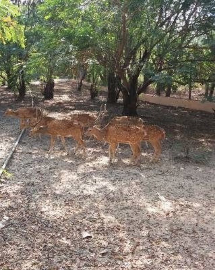 Deer Park Trip Packages