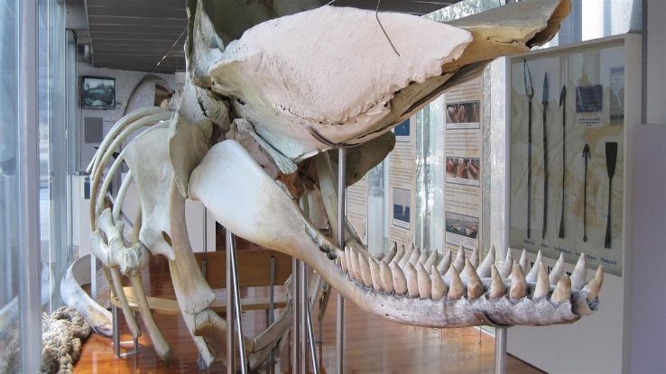 Portland Maritime Discovery Centre Trip Packages