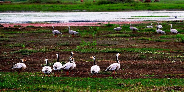 Dibru Saikhowa National Park Trip Packages Dibru Saikhowa National Park Trip Packages