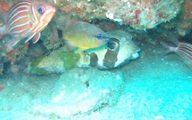 Diving and Surfing experience at Ponta d Ouro Trip Packages