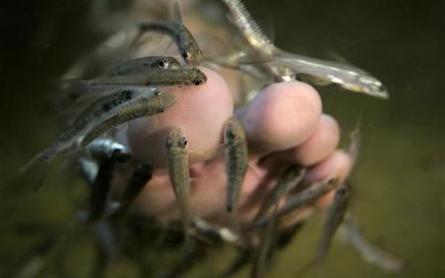Spa With Doctor Fish Trip Packages