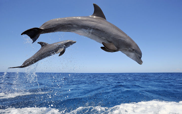 Spot Dolphins at Bogmalo Beach  Trip Packages