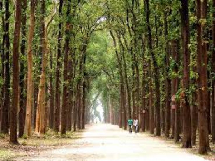 Kushmi Forest Trip Packages