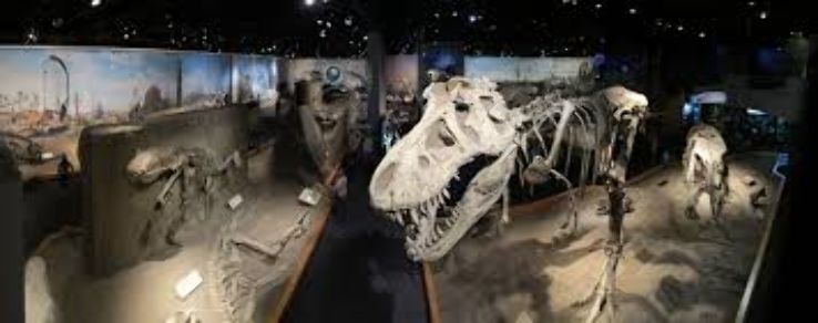  Royal Tyrrell Museum of Paleontology  Trip Packages