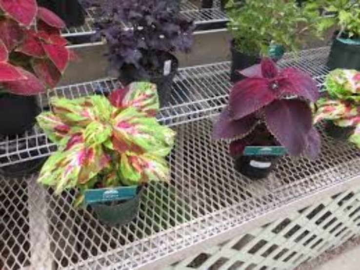 Greater Des Moines Botanical Garden Trip Packages