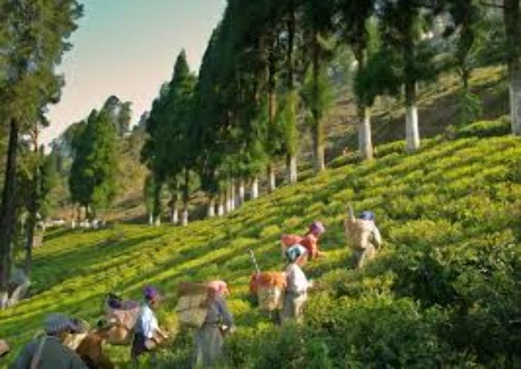 Tea Gardens of Kurseong Trip Packages