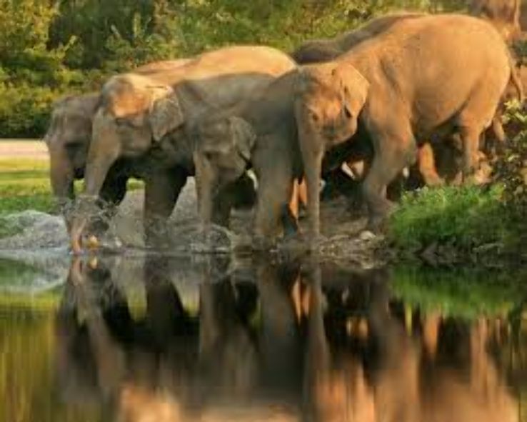 Palani Hills Wildlife Sanctuary Trip Packages