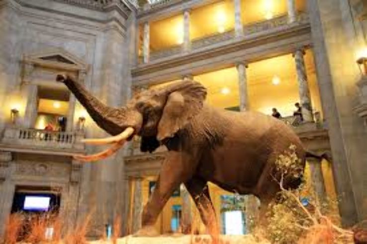 National Museum of Natural History  Trip Packages
