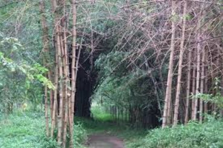 Nisargadhama Trip Packages Nisargadhama Trip Packages