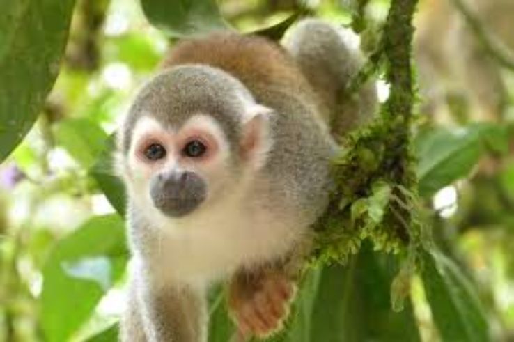 Monkey Jungle  Trip Packages
