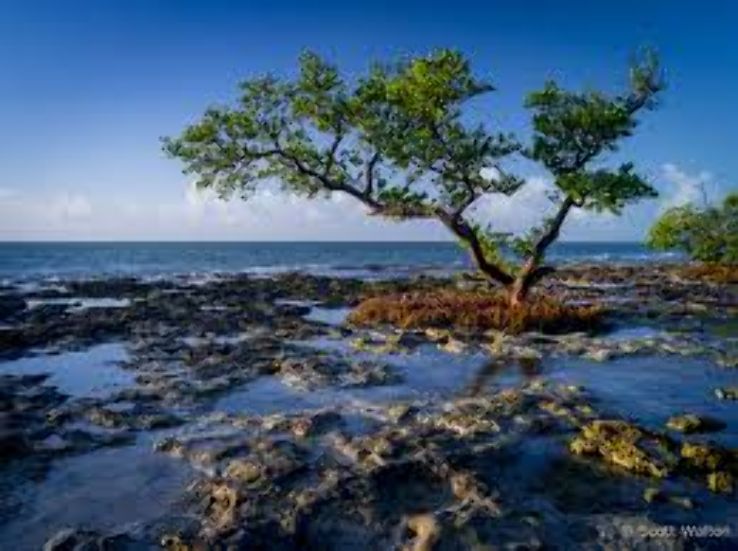 Mangrove Preserve Trip Packages