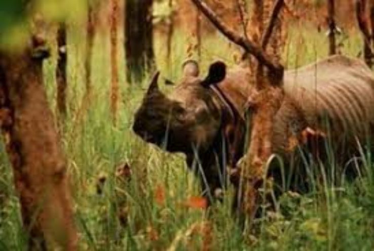 Gorumara Wildlife Sanctuary  Trip Packages