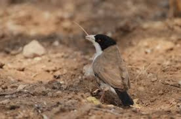 Buffalo Springs National Reserve Trip Packages