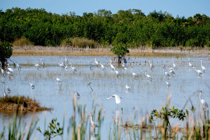 Ten Thousand Islands National Wildlife Refuge Trip Packages