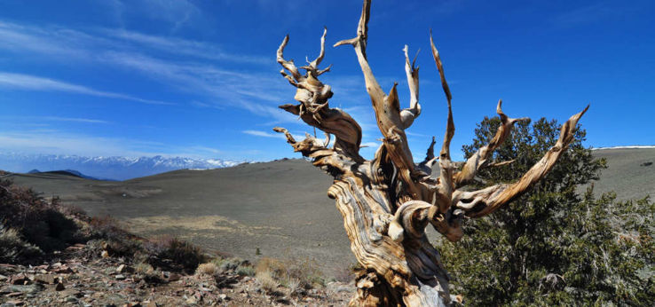 Bishop Trip Packages