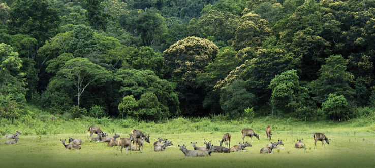 Periyar National Park and Wildlife Sanctuary Trip Packages