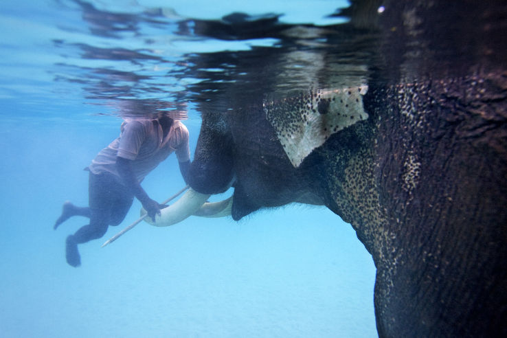 Try Snorkeling with Elephants Trip Packages