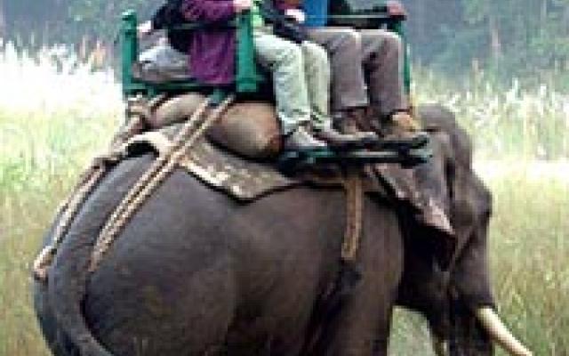 Set out on Animal Safari Trip Packages