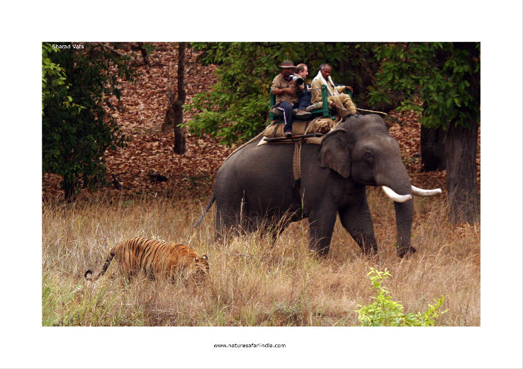 Elephant Safari in Kabini Trip Packages