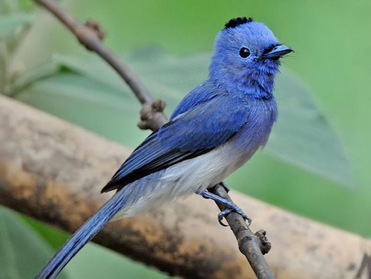 Rollapadu Wildlife Sanctuary in Kurnool Trip Packages