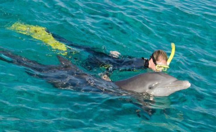 Dolphin and Snorkel Tours Trip Packages