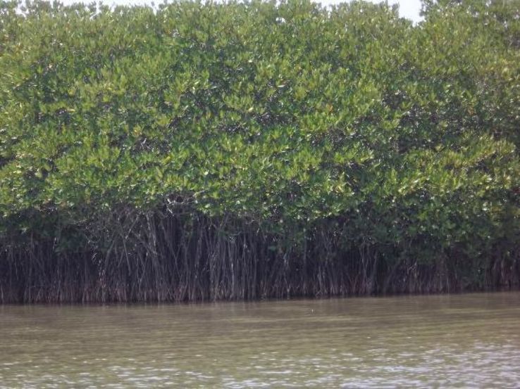 Pichavaram Mangrove Forest Trip Packages