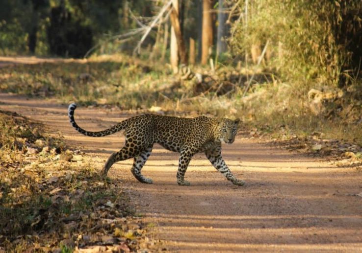 Nagzira Wildlife Trip Packages