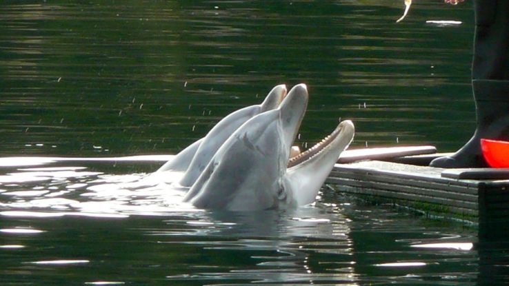Dolfinarium Harderwijk Trip Packages Dolfinarium Harderwijk Trip Packages