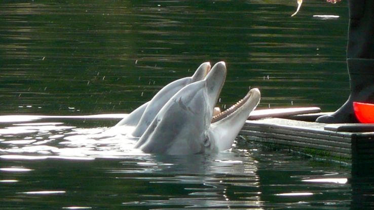 Dolfinarium Harderwijk Trip Packages