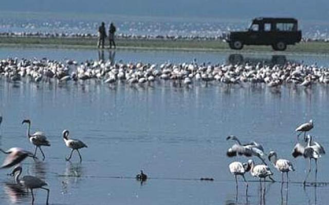 Birdwatching: A Treat For Eyes Trip Packages