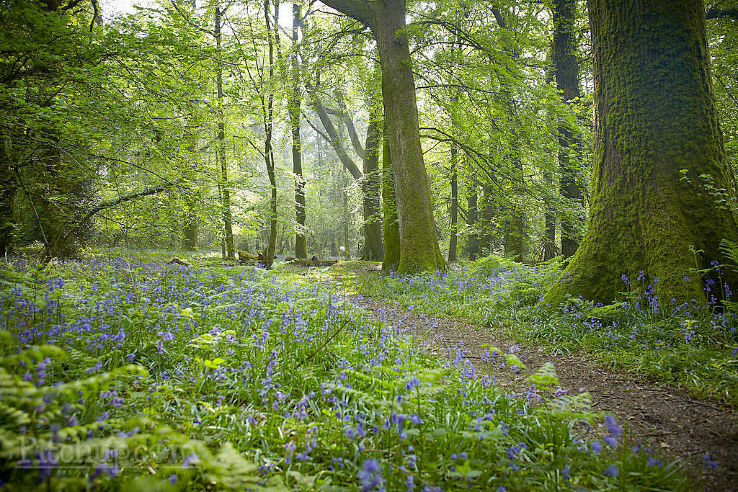 Royal Forest of Dean Trip Packages