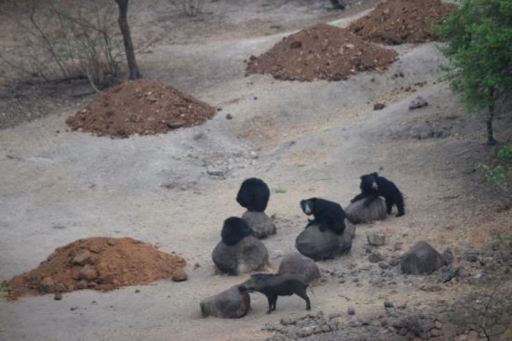 Daroji Bear Sanctuary Trip Packages Daroji Bear Sanctuary Trip Packages