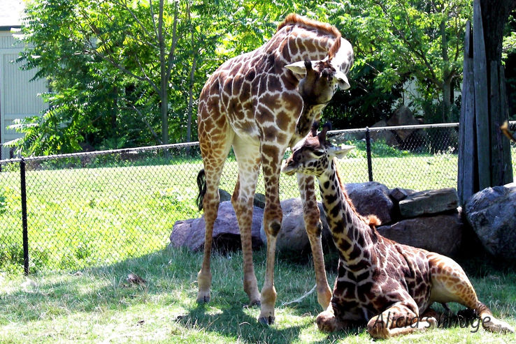 Chaffee Zoological Gardens of Fresno  Trip Packages