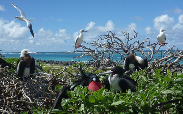 Birdwatching in Bergen Trip Packages