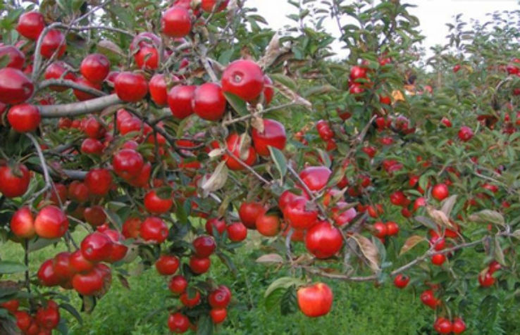 Fruit Orchards Trip Packages