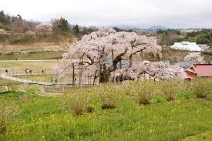 Miharu Trip Packages