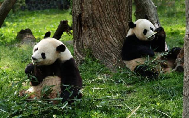 Enjoy Wildlife Seeing Trip Packages