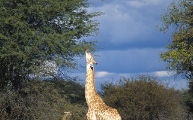 Jungle Safari: Into The Wild Trip Packages