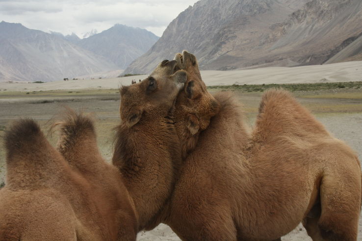 7 Days 6 Nights Leh Airport to Leh Offbeat Trip Package