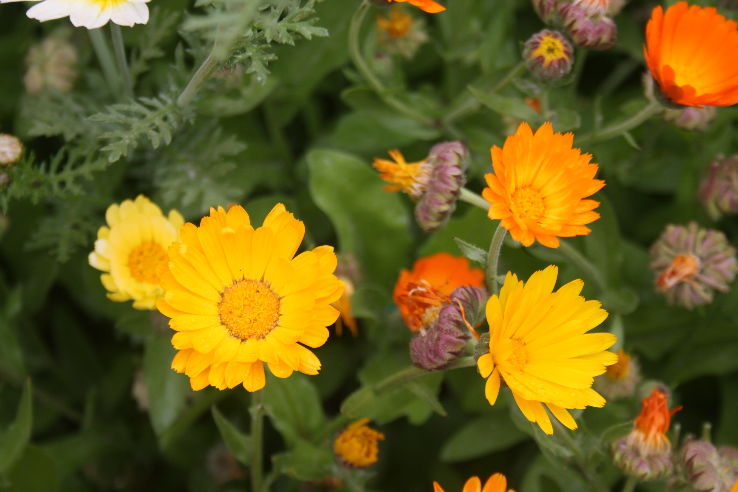 Ecstatic 8 Days Leh Airport to Leh - Chand -pangong Lake - Nubra Valley - Nubra Valley Hill Stations Trip Package