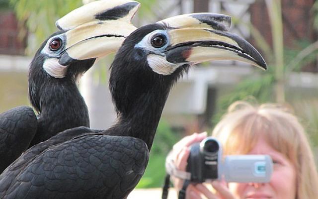 Close Encounter with Giant Hornbills in Pangkor Trip Packages