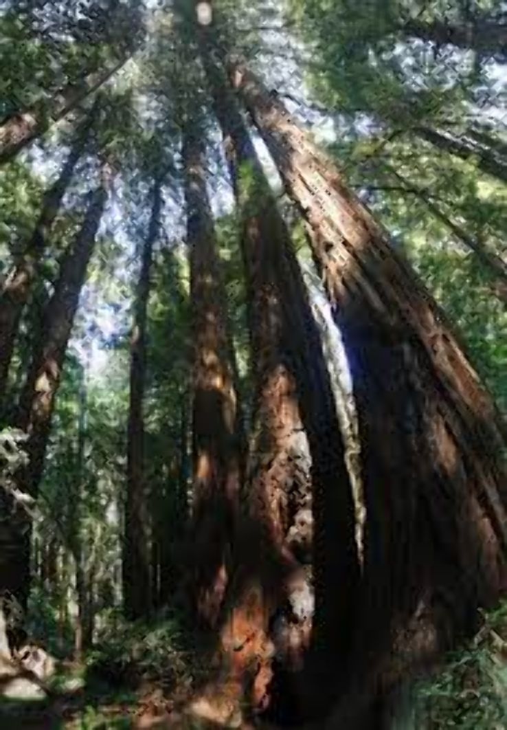 Muir Woods Monument  Trip Packages